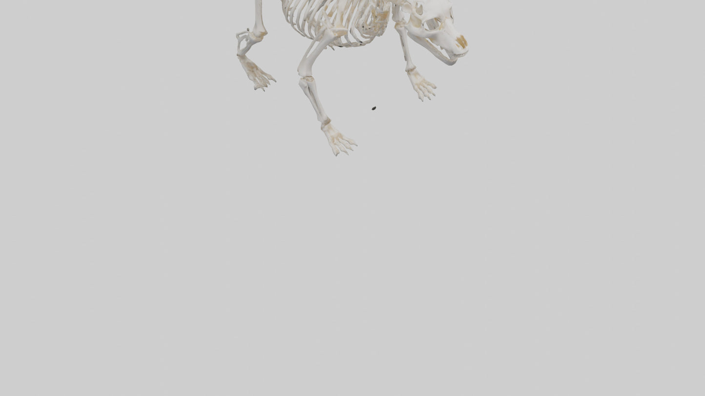 3D model Bear Skeleton model VR / AR / low-poly