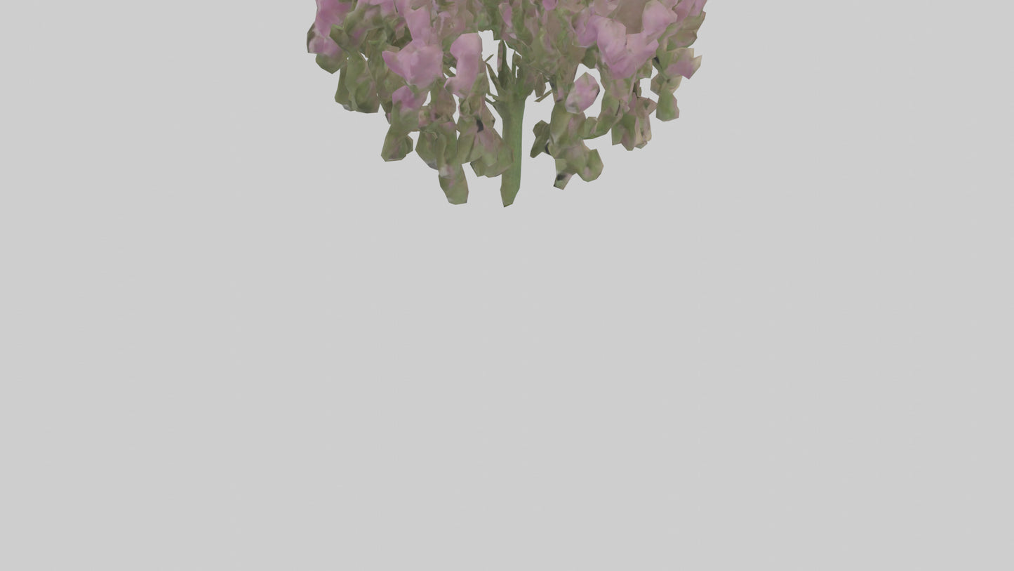 3D model Beardtongue model VR / AR / low-poly