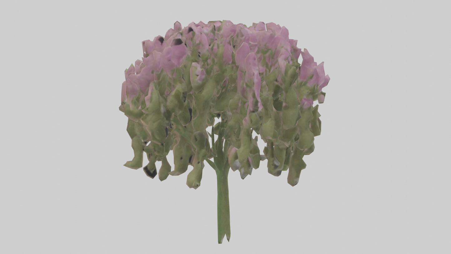 3D model Beardtongue model VR / AR / low-poly