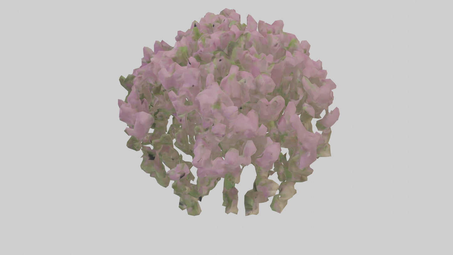 3D model Beardtongue model VR / AR / low-poly