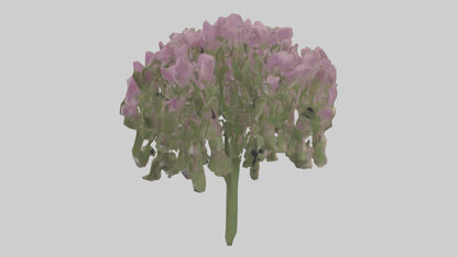 3D model Beardtongue model VR / AR / low-poly