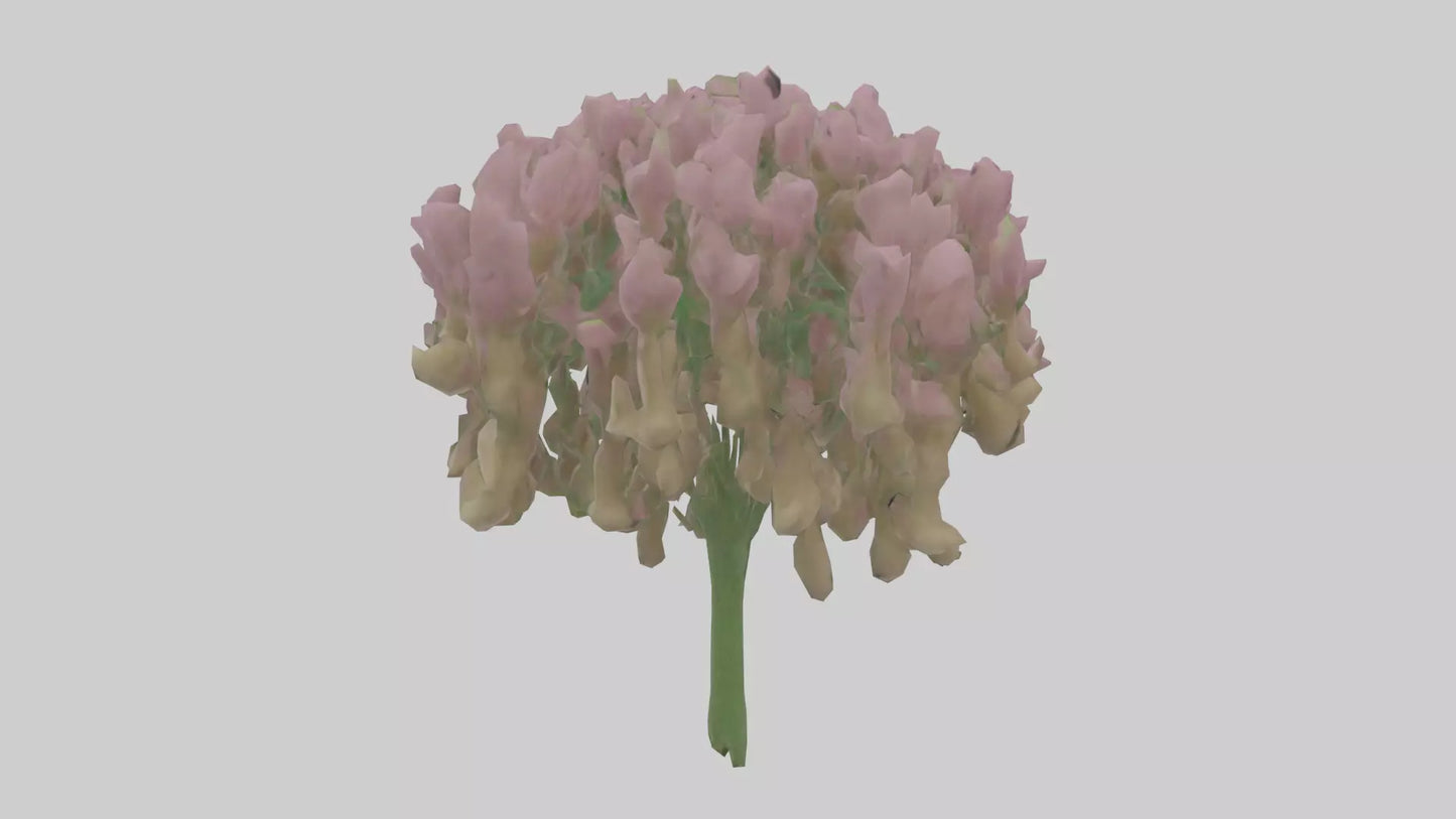 3D model Beardtongue model VR / AR / low-poly