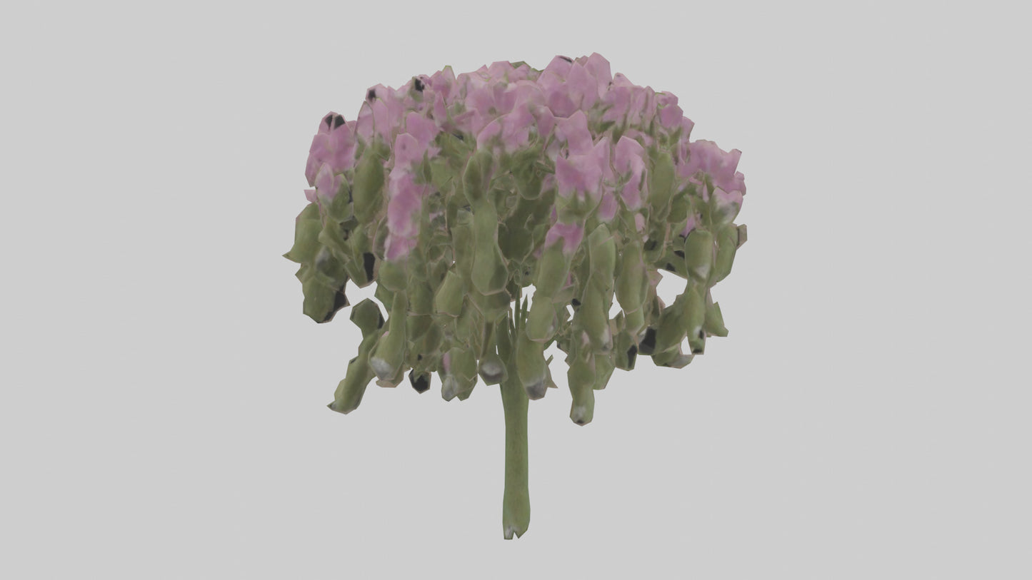 3D model Beardtongue model VR / AR / low-poly