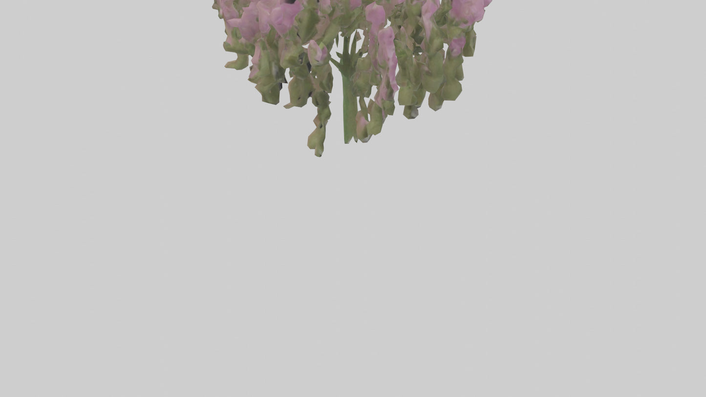 3D model Beardtongue model VR / AR / low-poly