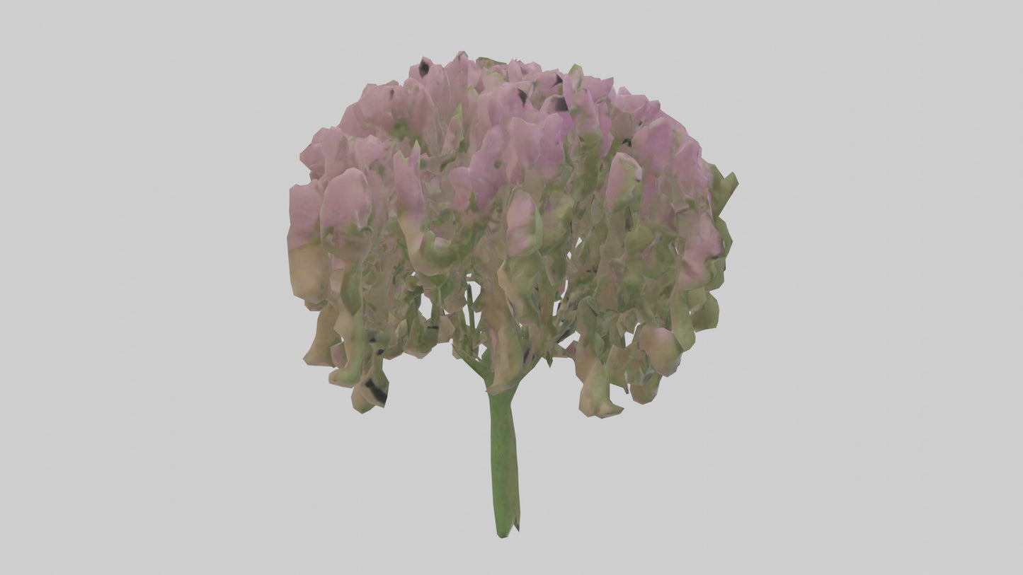3D model Beardtongue model VR / AR / low-poly