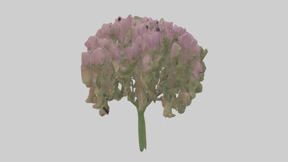 3D model Beardtongue model VR / AR / low-poly