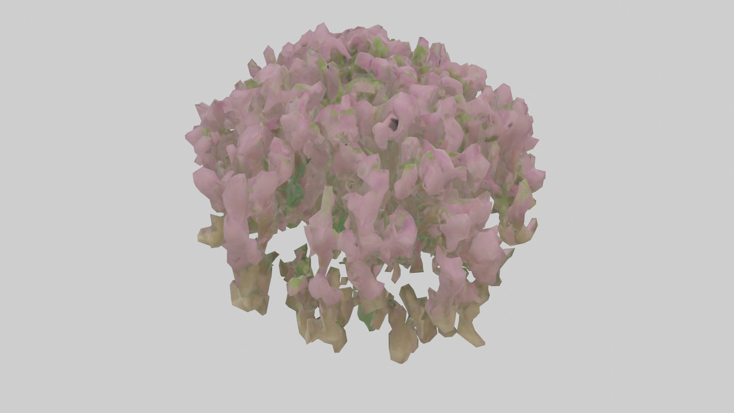 3D model Beardtongue model VR / AR / low-poly