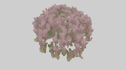 3D model Beardtongue model VR / AR / low-poly