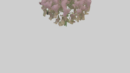 3D model Beardtongue model VR / AR / low-poly