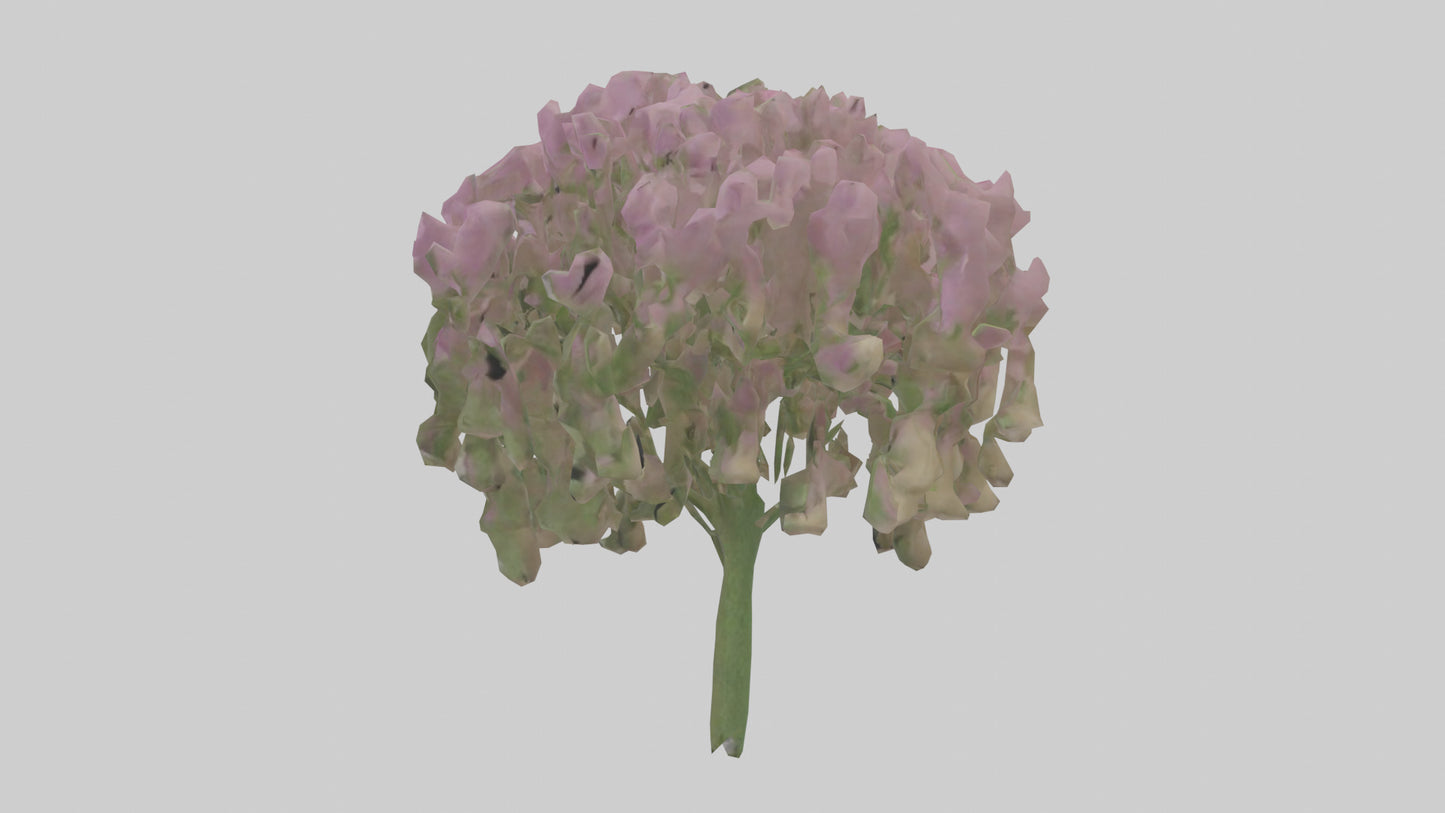 3D model Beardtongue model VR / AR / low-poly