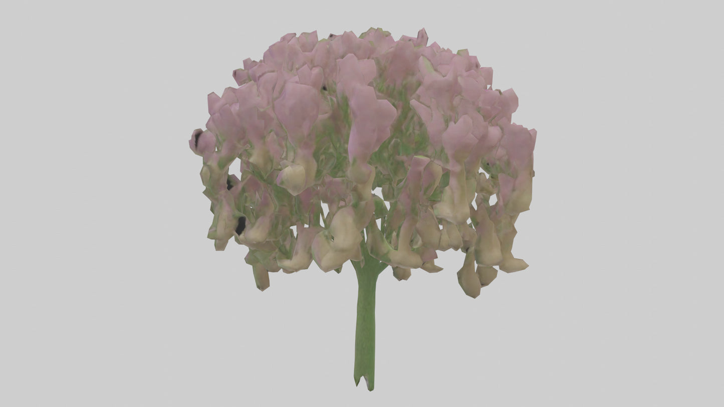 3D model Beardtongue model VR / AR / low-poly