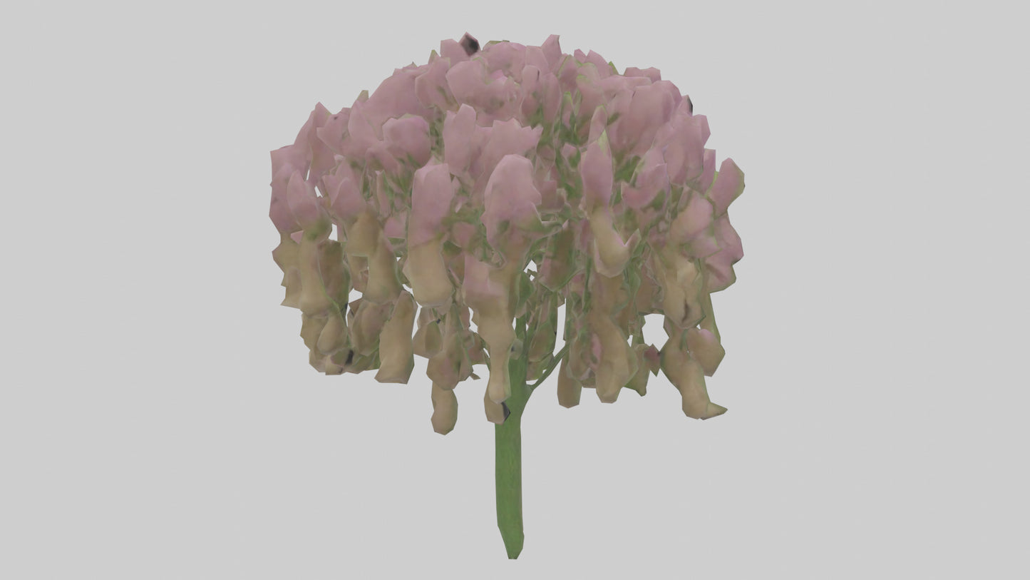 3D model Beardtongue model VR / AR / low-poly