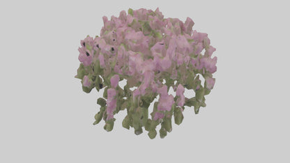 3D model Beardtongue model VR / AR / low-poly