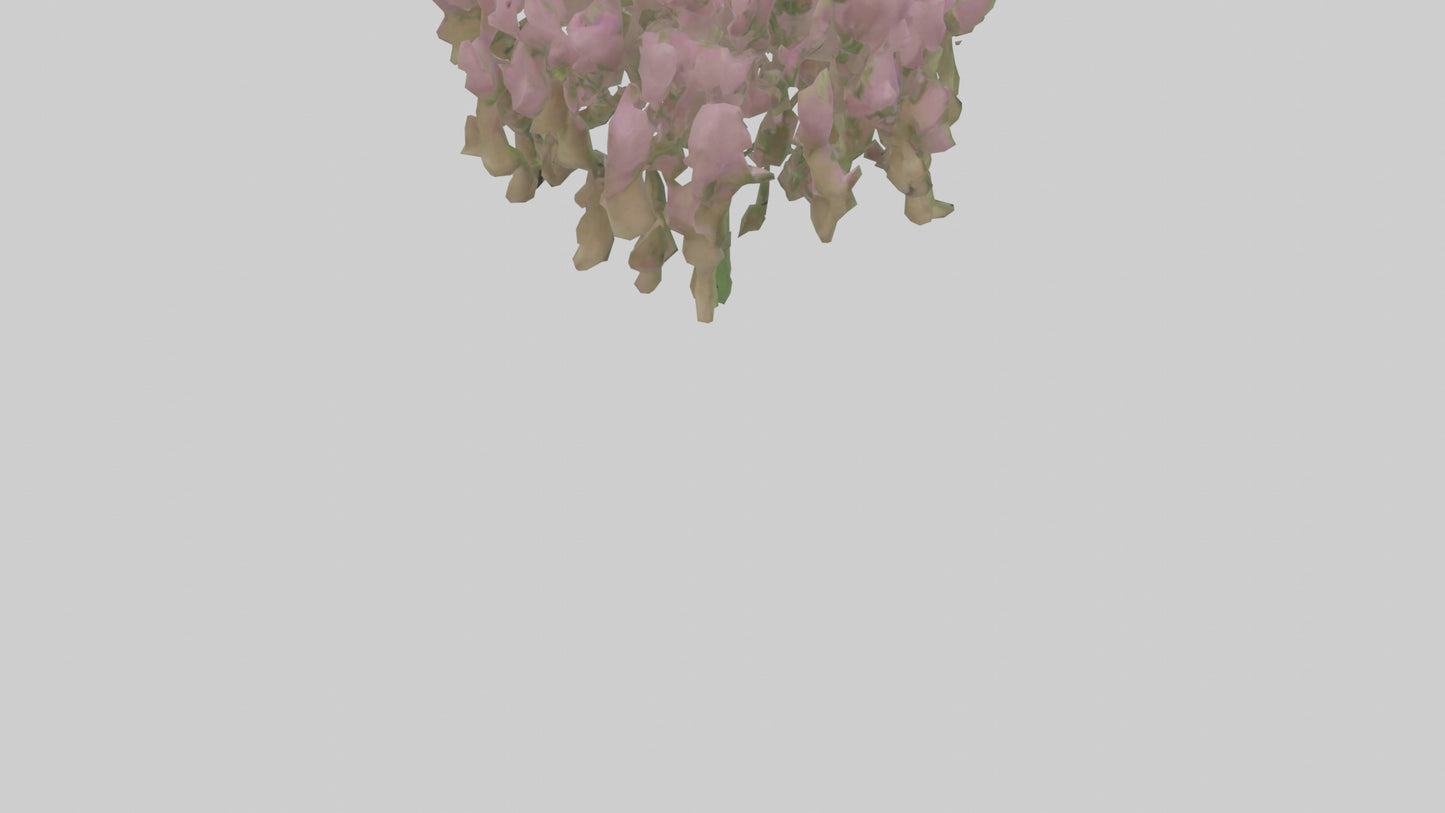 3D model Beardtongue model VR / AR / low-poly