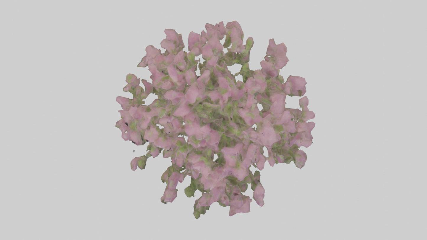 3D model Beardtongue model VR / AR / low-poly