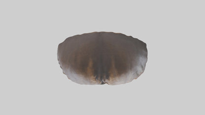 3D model Beaver Rib VR / AR / low-poly