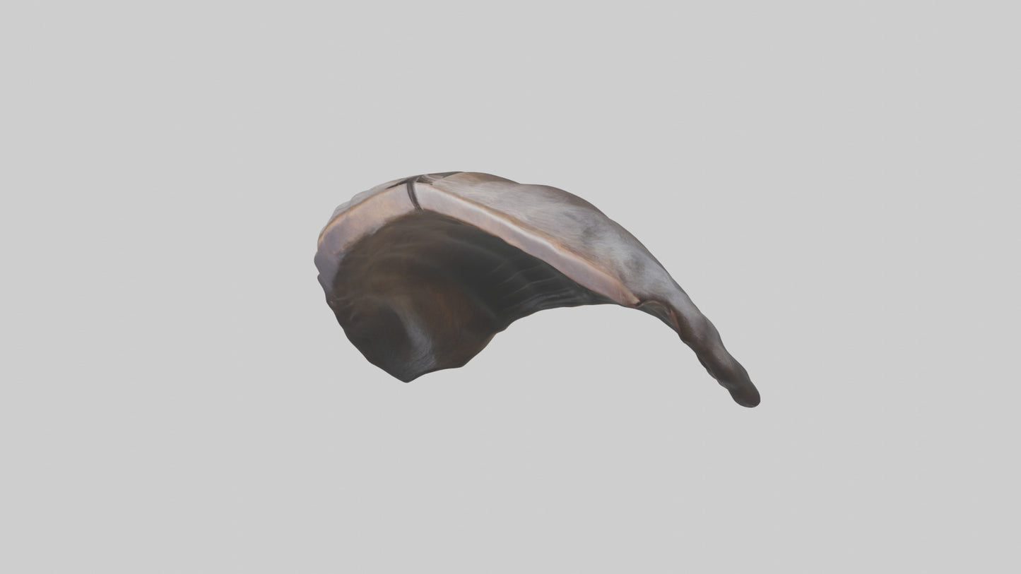 3D model Beaver Rib VR / AR / low-poly