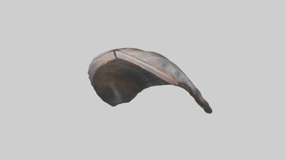 3D model Beaver Rib VR / AR / low-poly