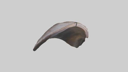 3D model Beaver Rib VR / AR / low-poly