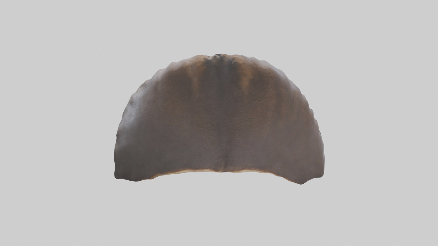 3D model Beaver Rib VR / AR / low-poly