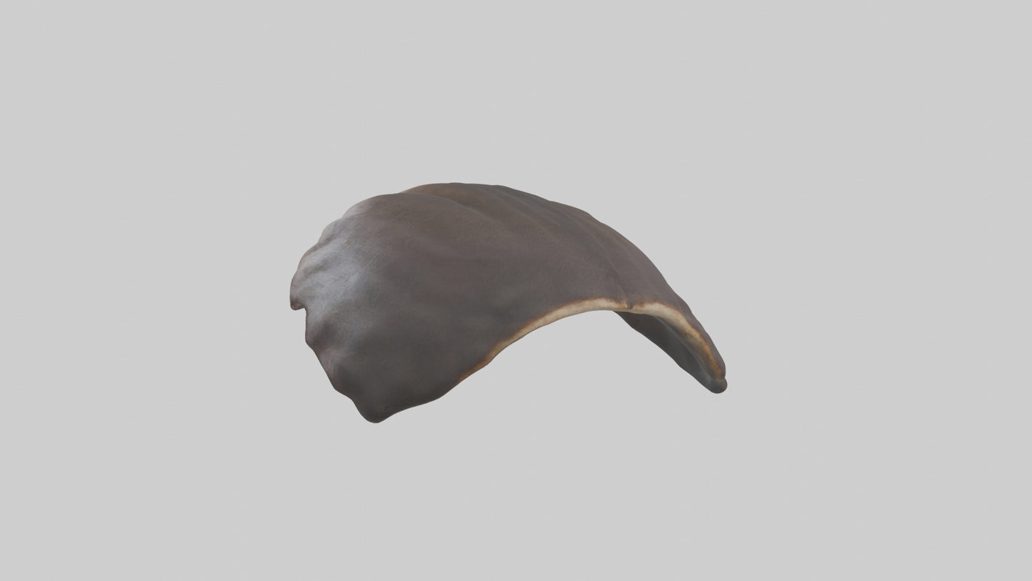 3D model Beaver Rib VR / AR / low-poly