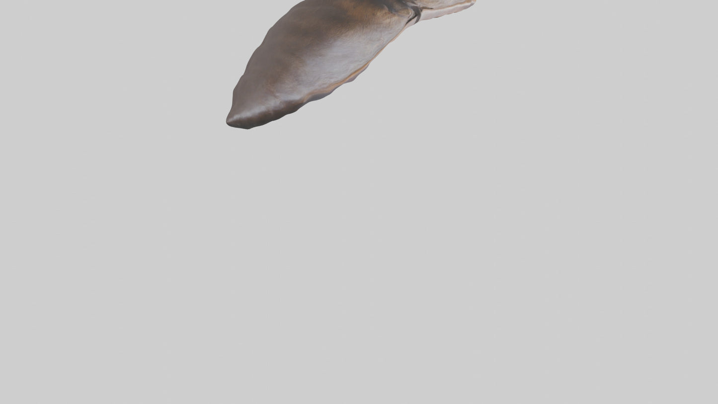 3D model Beaver Rib VR / AR / low-poly