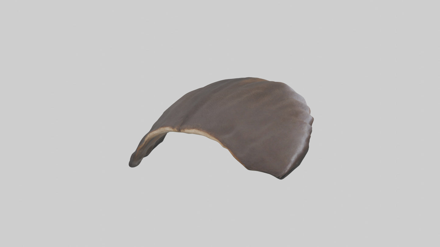3D model Beaver Rib VR / AR / low-poly