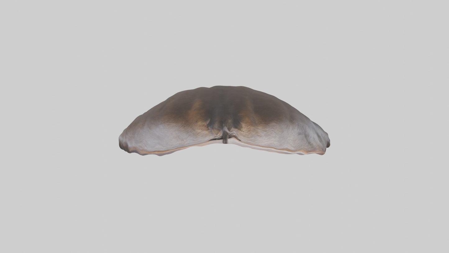 3D model Beaver Rib VR / AR / low-poly