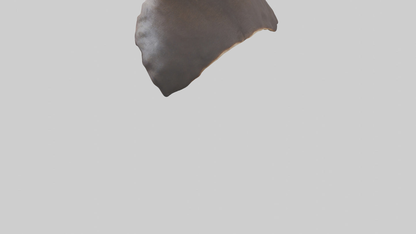 3D model Beaver Rib VR / AR / low-poly