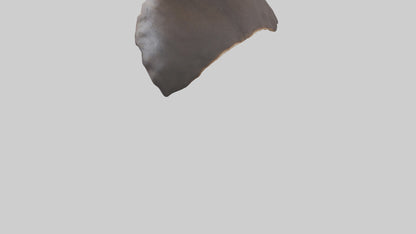 3D model Beaver Rib VR / AR / low-poly