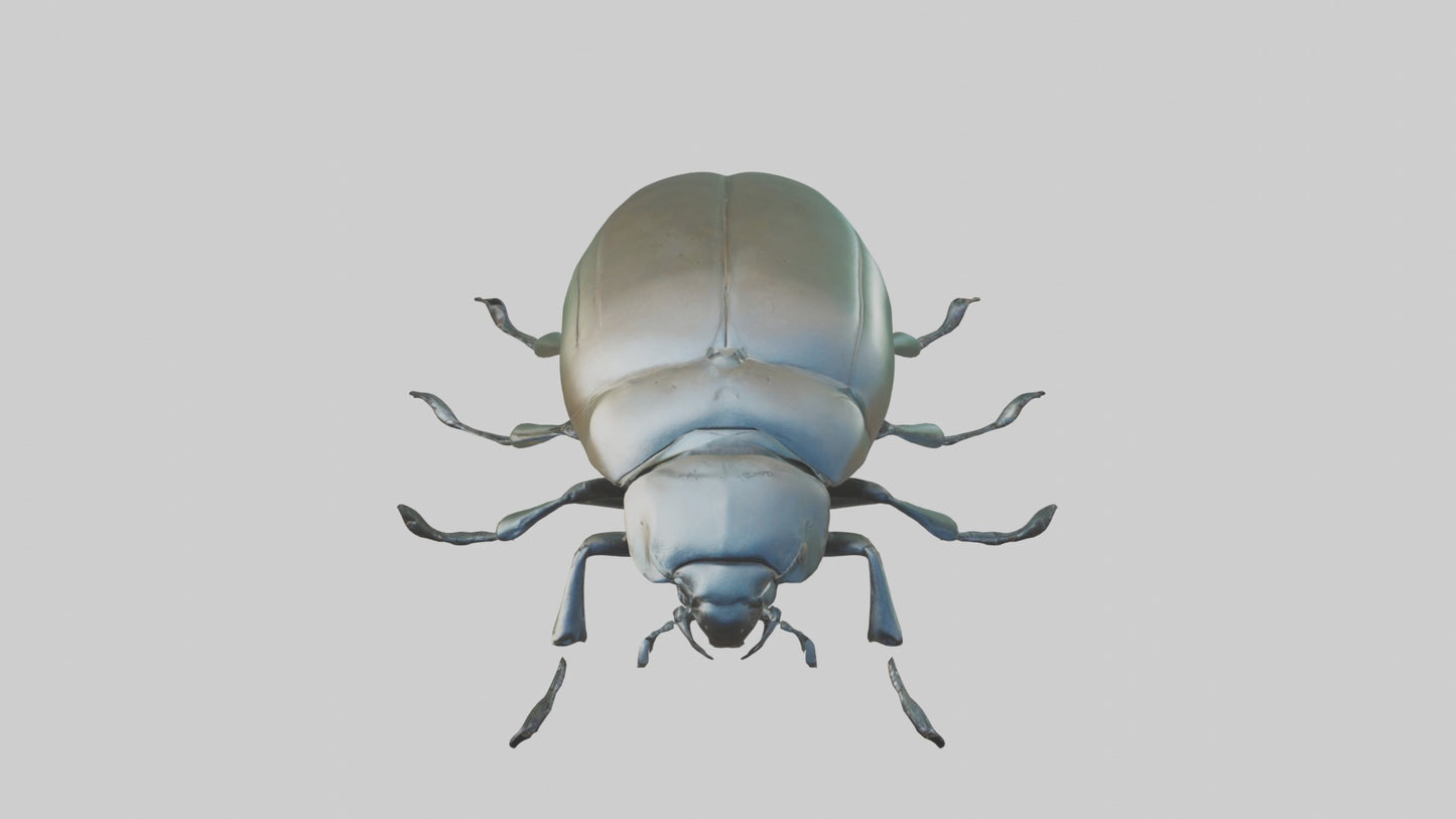 3D model Beetle Model 1 VR / AR / low-poly