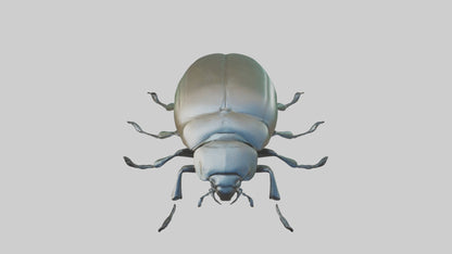 3D model Beetle Model 1 VR / AR / low-poly