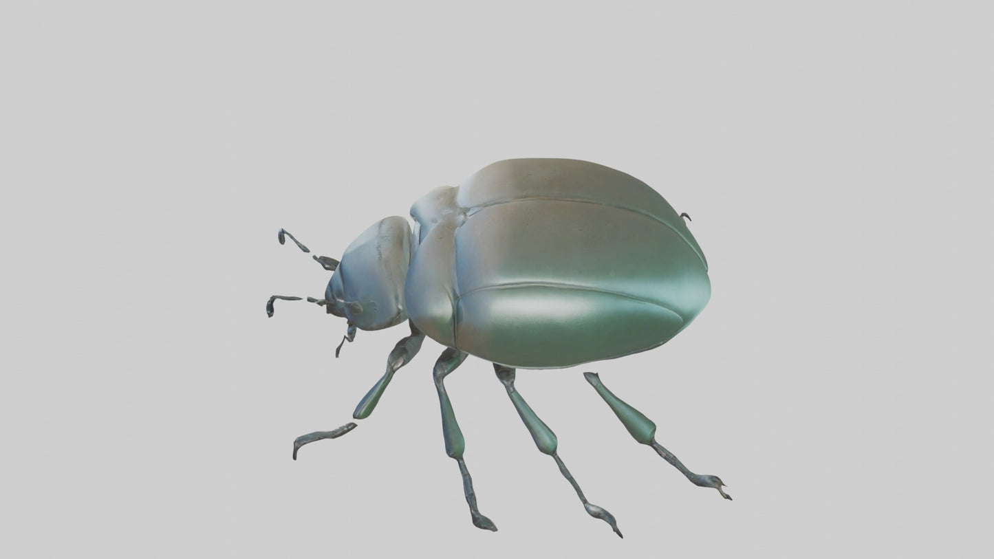 3D model Beetle Model 1 VR / AR / low-poly