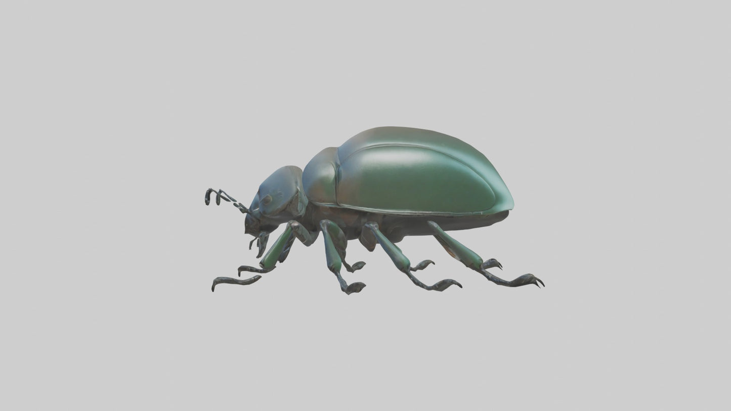 3D model Beetle Model 1 VR / AR / low-poly