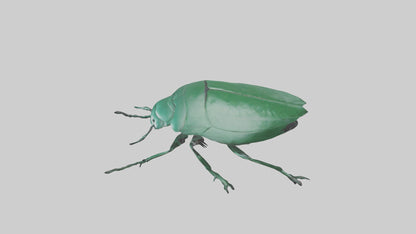 3D model Beetle on leaf model VR / AR / low-poly