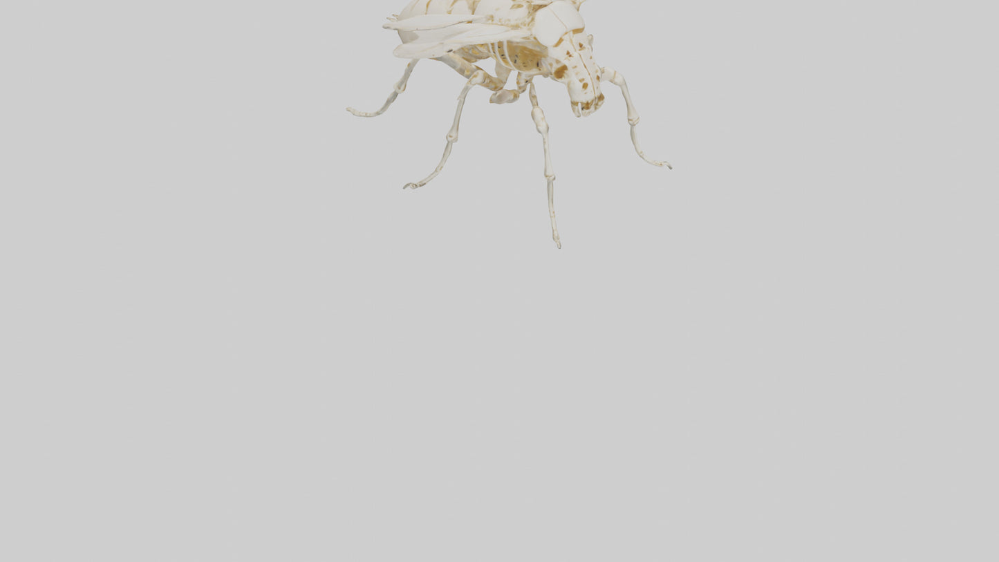3D model Beetle Skeleton model VR / AR / low-poly