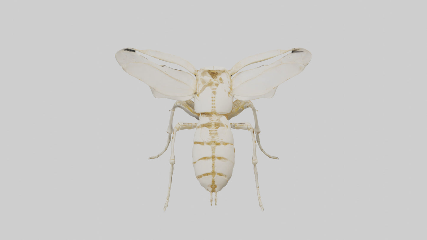 3D model Beetle Skeleton model VR / AR / low-poly