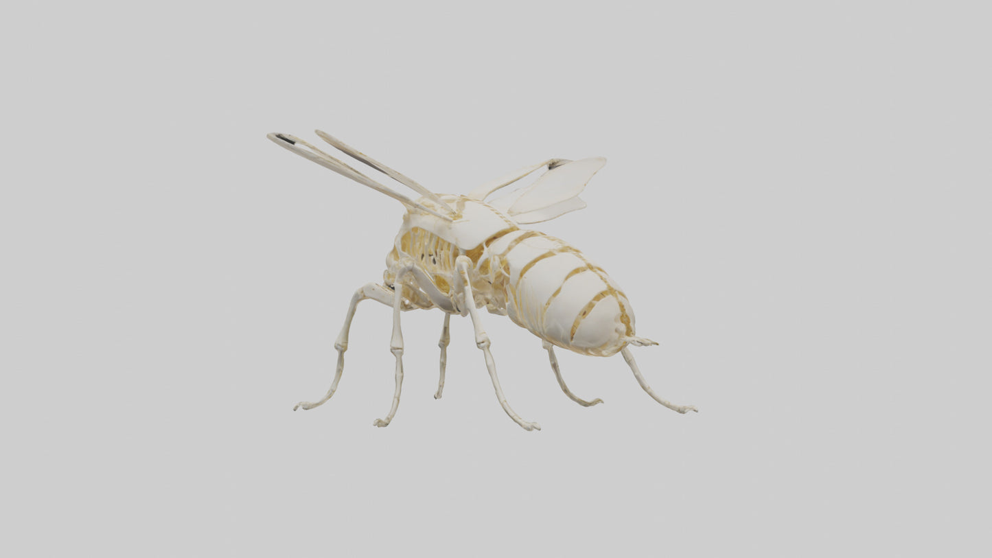3D model Beetle Skeleton model VR / AR / low-poly