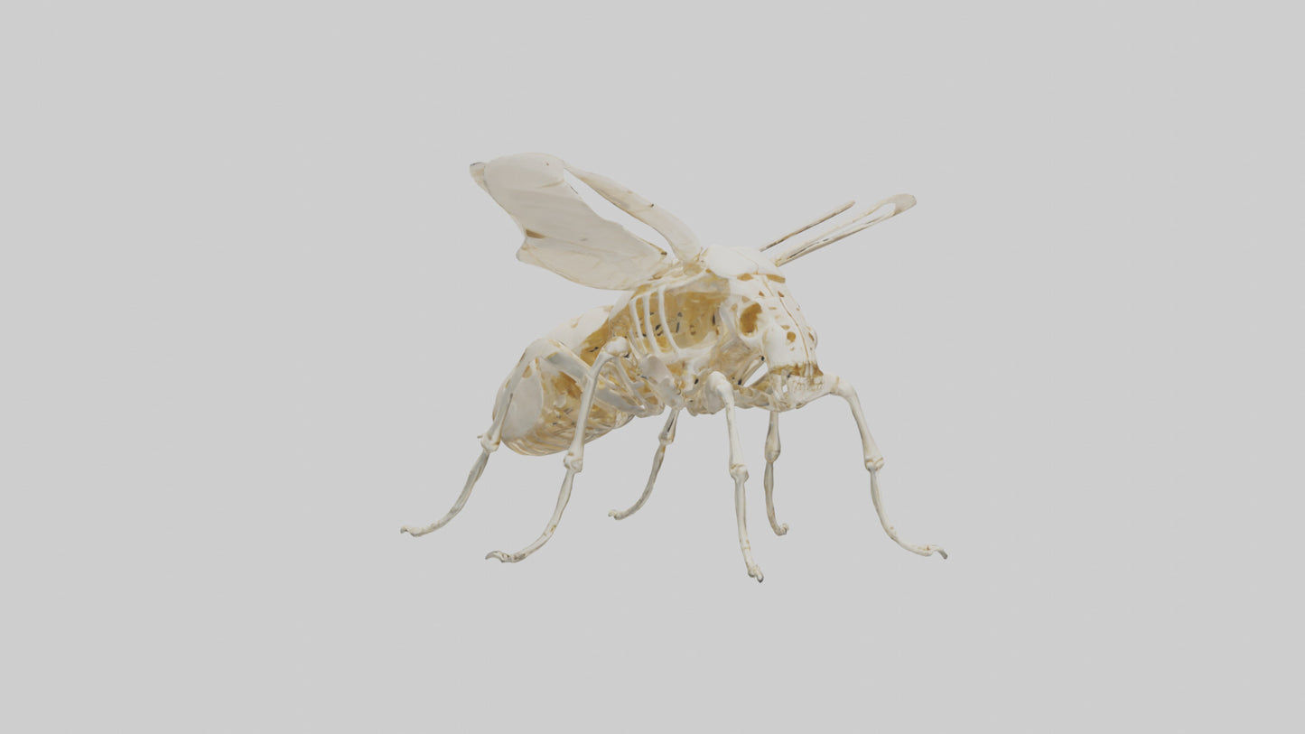 3D model Beetle Skeleton model VR / AR / low-poly