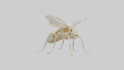 3D model Beetle Skeleton model VR / AR / low-poly