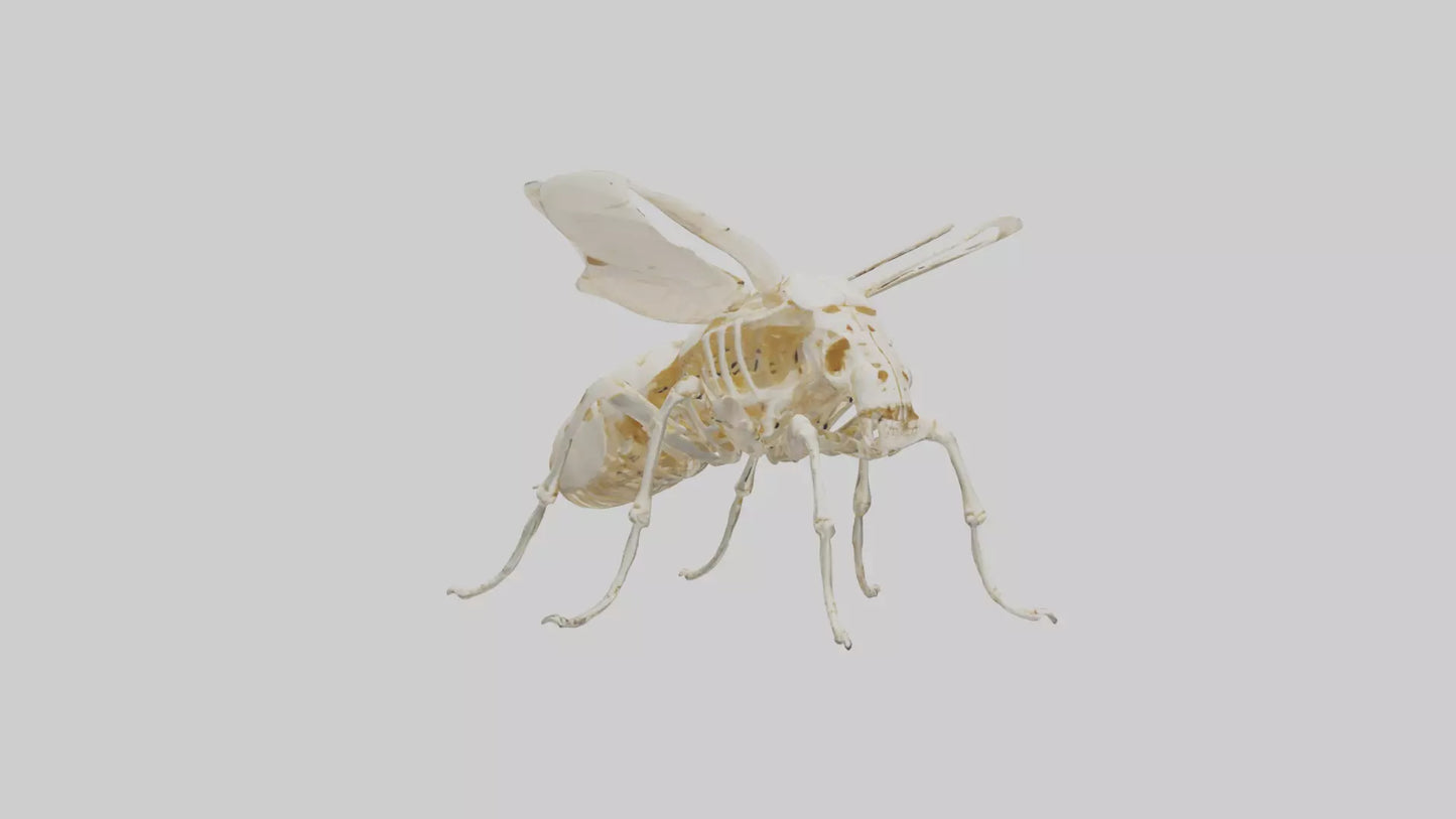 3D model Beetle Skeleton model VR / AR / low-poly