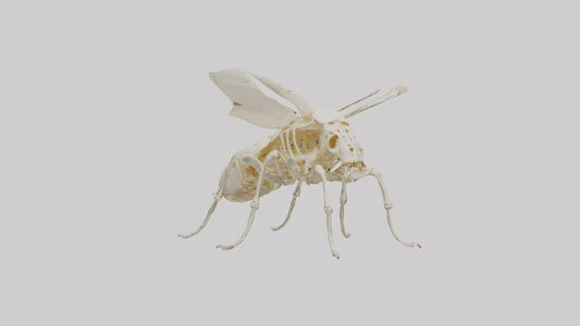 3D model Beetle Skeleton model VR / AR / low-poly
