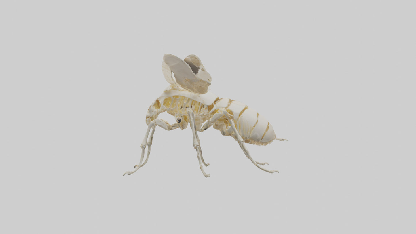 3D model Beetle Skeleton model VR / AR / low-poly