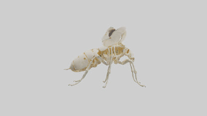 3D model Beetle Skeleton model VR / AR / low-poly