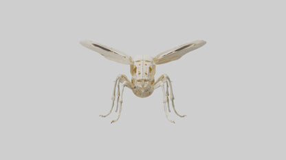 3D model Beetle Skeleton model VR / AR / low-poly