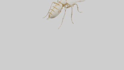 3D model Beetle Skeleton model VR / AR / low-poly