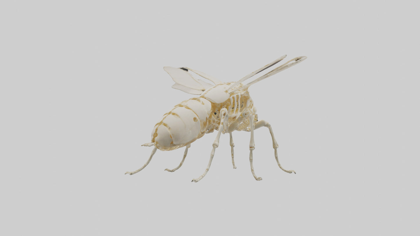 3D model Beetle Skeleton model VR / AR / low-poly