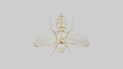 3D model Beetle Skeleton model VR / AR / low-poly