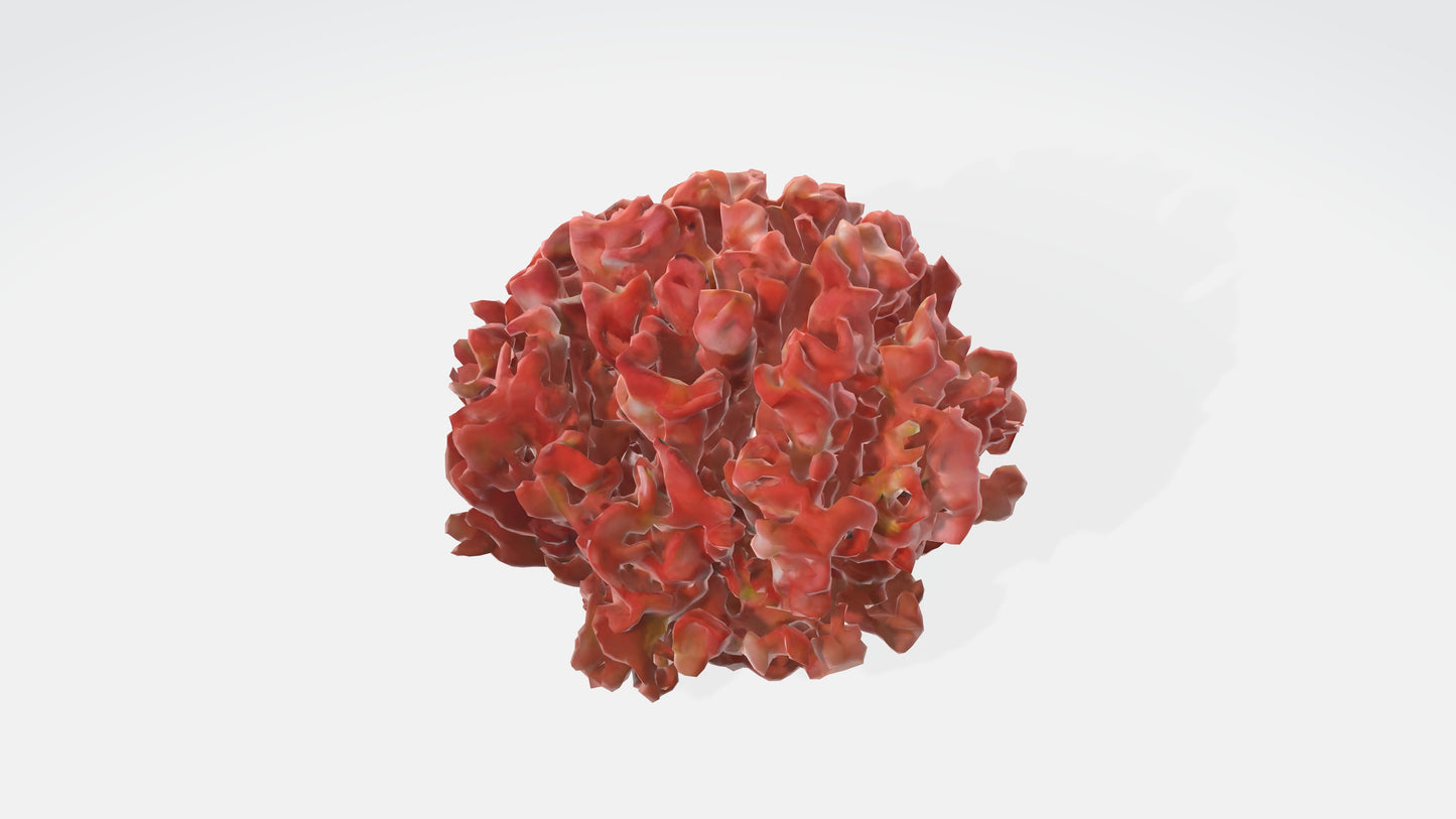3D model Begonia Flowers VR / AR / low-poly