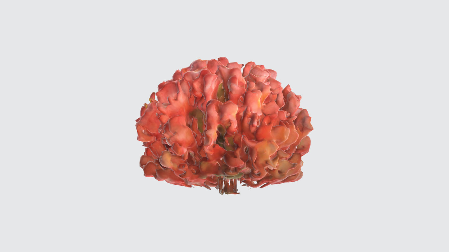3D model Begonia Flowers VR / AR / low-poly
